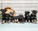 Small Schnauzer (Miniature)