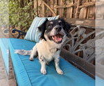 Small #2 Colonial Cocker Spaniel Mix