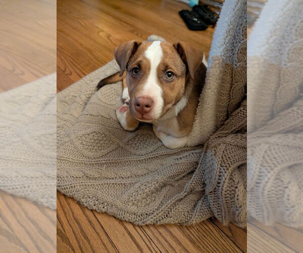 Medium Photo #4 Mutt Puppy For Sale in Springdale, PA, USA