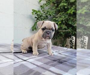 French Bulldog Puppy for sale in COSTA MESA, CA, USA