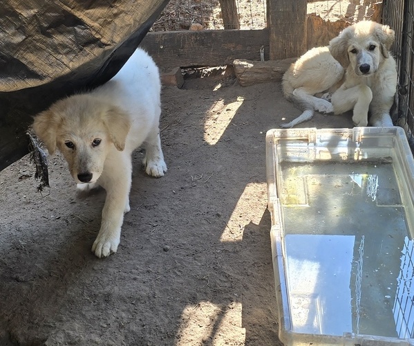 Medium Photo #1 Great Pyrenees Puppy For Sale in BLACKSTONE, VA, USA