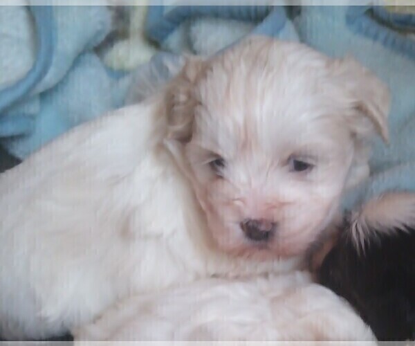 Medium Photo #2 Mal-Shi Puppy For Sale in WOBURN, MA, USA