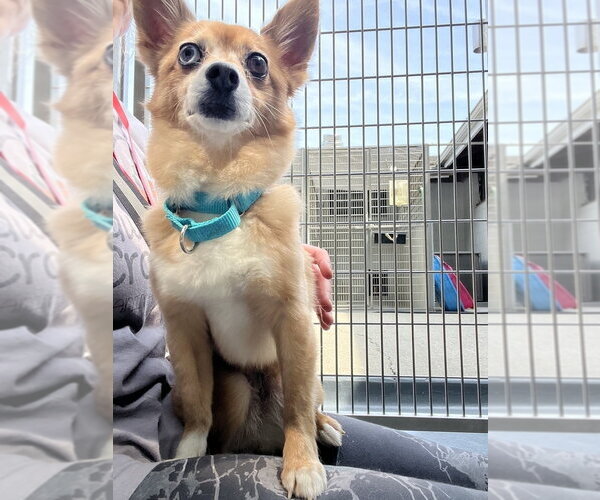 Medium Photo #2 Pomeranian-Unknown Mix Puppy For Sale in Elmsford, NY, USA