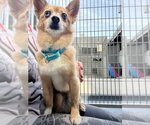 Small #1 Pomeranian Mix