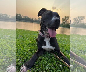 Firefly - Female American Pit Bull Terrier-Unknown Mix Dog for Adoption - Photo #51