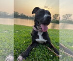 Small #50 American Pit Bull Terrier Mix