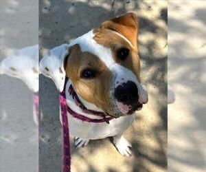 VIOLET - Female American Pit Bull Terrier Dog for Adoption - Photo #3