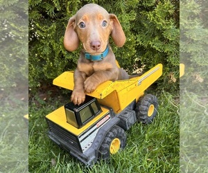 Dachshund Puppy for Sale in MIDDLEBURY, Indiana USA