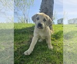 Small #1 Mutt