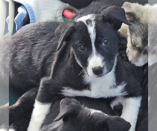 Medium Photo #3 Border Collie-Unknown Mix Puppy For Sale in Chinook, MT, USA