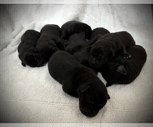 Medium Photo #3 Labrador Retriever Puppy For Sale in SIGNAL MOUNTAIN, TN, USA