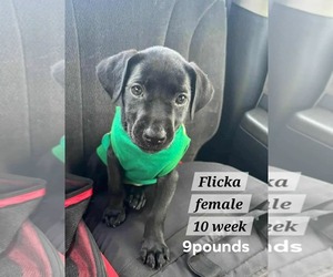 Dachshund-Labrador Retriever Mix Dogs for adoption in Virginia Beach, VA, USA