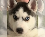 Small Photo #2 Siberian Husky Puppy For Sale in LEHIGHTON, PA, USA