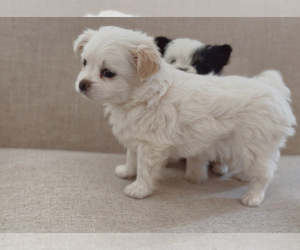 Mal-Shi Puppy for sale in PHOENIX, AZ, USA