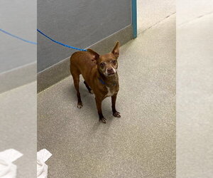 Chihuahua-Unknown Mix Dogs for adoption in Las Vegas, NV, USA