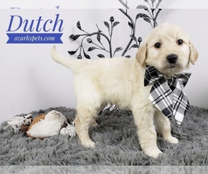 Goldendoodle Puppy for sale in SEYMOUR, MO, USA