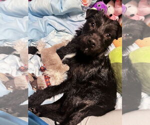 Mutt Dogs for adoption in Arlington, VA, USA