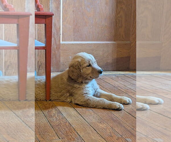 Medium Photo #1 Golden Retriever Puppy For Sale in EAST SPARTA, OH, USA