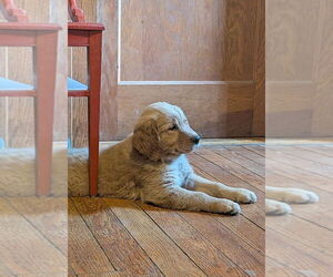 Golden Retriever Puppy for Sale in EAST SPARTA, Ohio USA