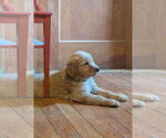 Small Golden Retriever