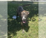 Small #7 Bulldog-Catahoula Leopard Dog Mix