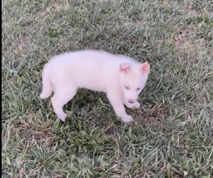 Siberian Husky Puppy for sale in ANDERSON, IN, USA