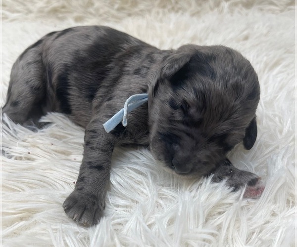 Medium Photo #32 Goldendoodle Puppy For Sale in PIERSON, FL, USA