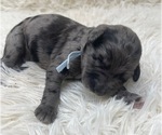 Puppy Mr Light Blue Goldendoodle