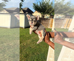 Puppy Atlas French Bulldog