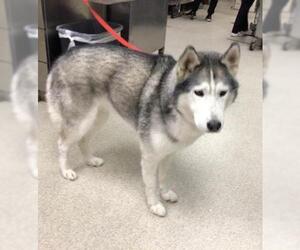 Siberian Husky Dogs for adoption in Riverside, CA, USA