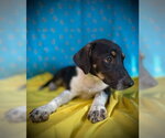 Small #3 Dachshund Mix