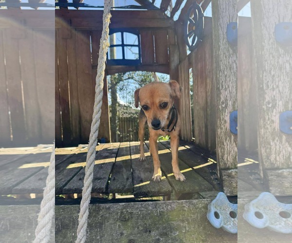 Medium Photo #6 Jack Chi Puppy For Sale in Princeton, MN, USA