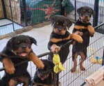 Small #5 Rottweiler