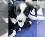 Small Photo #4 Border Collie Puppy For Sale in BERRIEN SPRINGS, MI, USA