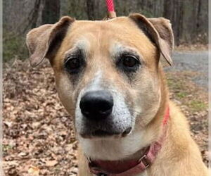 Labrador Retriever-Unknown Mix Dogs for adoption in Canton, CT, USA