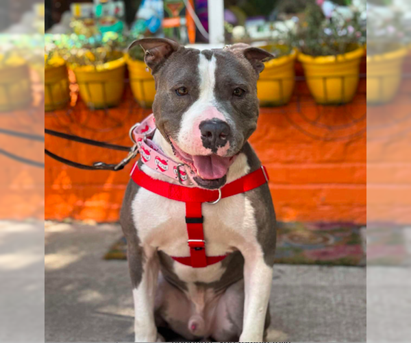 Medium Photo #3 American Staffordshire Terrier-Unknown Mix Puppy For Sale in Decatur, GA, USA