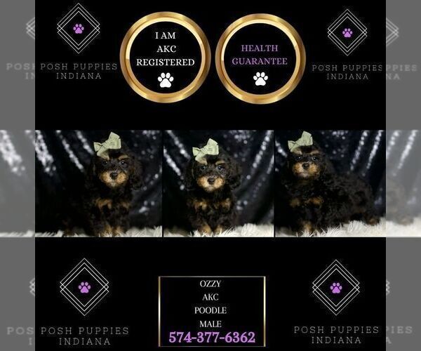 Medium Photo #19 Poodle (Miniature) Puppy For Sale in WARSAW, IN, USA