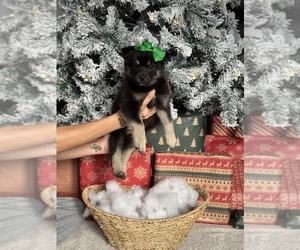 Pomsky Puppy for Sale in DAVENPORT, Florida USA