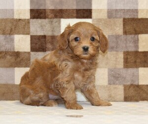 Cavapoo (Miniature) Puppy for sale in DENVER, PA, USA
