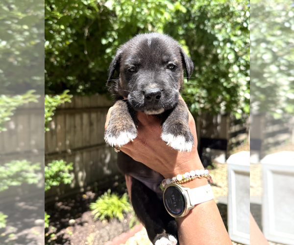 Medium Photo #4 Mutt Puppy For Sale in Rockville, MD, USA