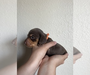 Dachshund Puppy for sale in DELHI, CA, USA