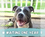 Small #20 American Pit Bull Terrier