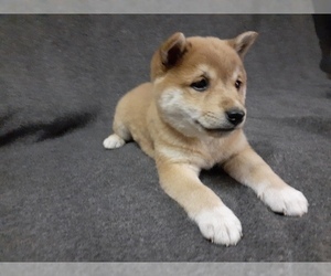 Medium Shiba Inu