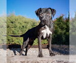 Small #1 American Staffordshire Terrier