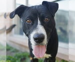 Small American Staffordshire Terrier Mix