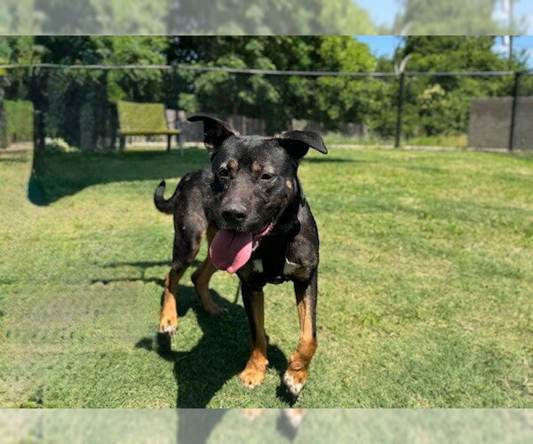Medium Photo #2 German Shepherd Dog-Unknown Mix Puppy For Sale in Temple, TX, USA