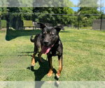 Small #1 German Shepherd Dog Mix