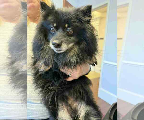 Medium Photo #3 Pomeranian Puppy For Sale in Holly Springs, NC, USA