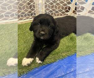 Golden Pyrenees Puppy for sale in UNDERWOOD, IA, USA