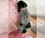 Small #3 German Wirehaired Pointer
